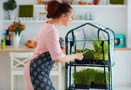 organic food growing, home kitchen gardening, microgreen sprouts greenhouse, healthy nutritionの写真素材