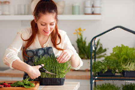 organic food growing, home kitchen gardening, healthy nutrition, microgreen sprouts greenhouseの写真素材