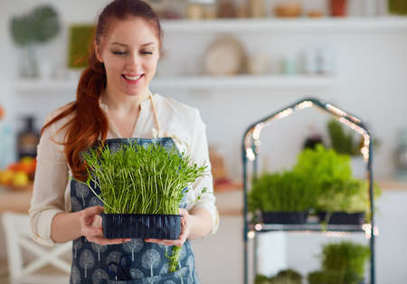 organic food growing, home kitchen gardening, microgreen sprout greenhouseの写真素材
