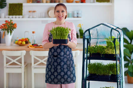 organic food growing, home kitchen gardening, microgreen sprout greenhouseの写真素材