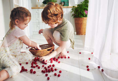 cute redhead kids, siblings helping each other to collect cherries scattered on the floor at the kitchen at sunny summer dayの写真素材