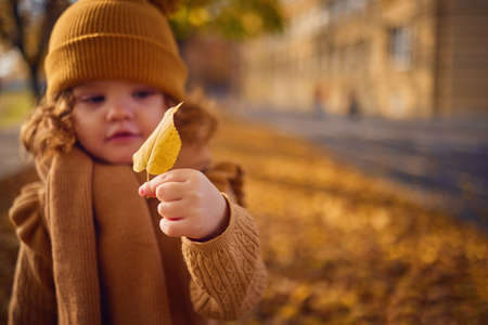 fallen leaf in tiny hand of cute baby girl, that walks in an autumn parkの写真素材