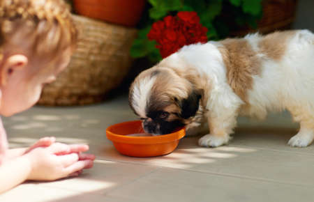 baby girl watching her puppy dog is lapping up from the bowl on summer patio at homeの写真素材