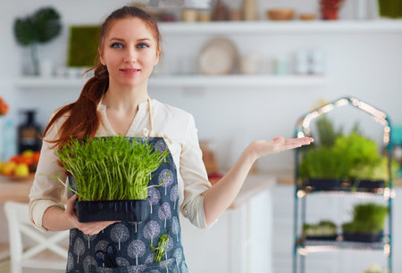 organic food growing, home kitchen gardening, microgreen sprout greenhouseの写真素材