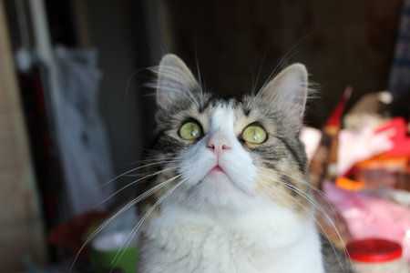 Lovely cat portrait, cute and smart cat looking up