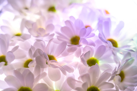 Close-up of white glowing chamomile flowers floating in water