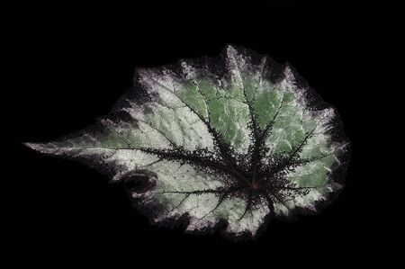 Begonia rex- Silver leaf textureon a black backgroundの写真素材