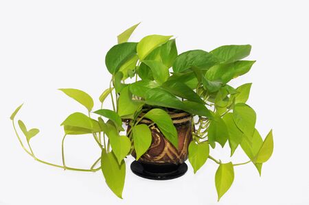 Scindapsus Epipremnum neon flower in pot in studio on a white background.の写真素材