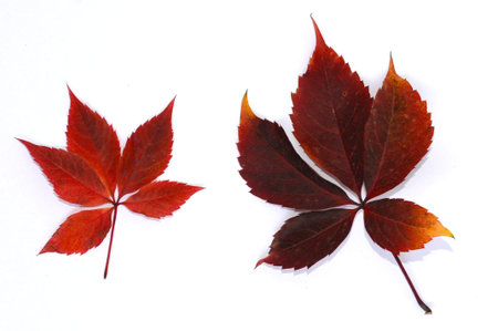 Red autumn leaves of wild grape close-up. Isolated over white background. Template for designer