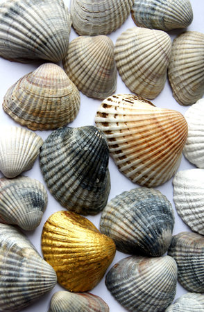 Background made â€‹â€‹of shells