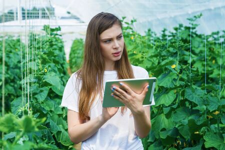 Portrait of a young woman at work in greenhouse,in uniform and clipboard in her hand . Greenhouse produce. Food production. Tomato growing in greenhouse.の写真素材