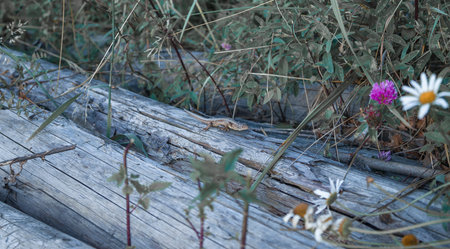 Lizard crawling on a tree in the natural environmentの写真素材