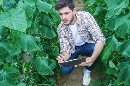 Young farmers are grown and harvested organic vegetablesの写真素材