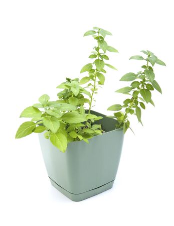 Fresh basil in a pot.
Studio photography on a white background.の写真素材