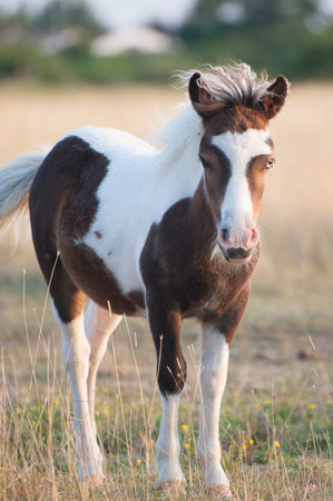 Foal Icelandic horse.Shooting in the West of France, in the summer of 2014.の写真素材