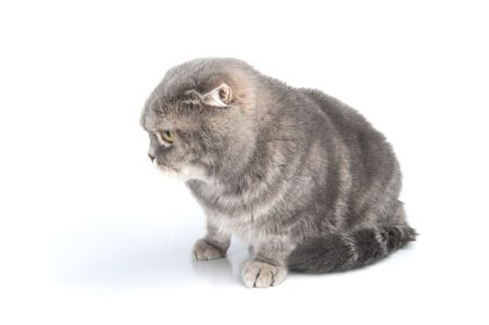 Scottish Fold cat breed looks down.
Studio photography on a white background.の写真素材