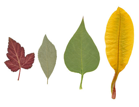 Dried leaves of various plants.Studio photography on a white background. Isolated.
