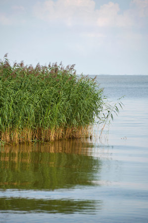 Reeds on the waterfront.Shooting Lithuania.