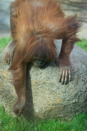Cub orangutan something raise from the earth.shooting in the summer.の写真素材