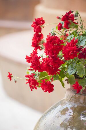 Blooming geraniums.
Shooting in the summer on a sunny day in a high key.の写真素材