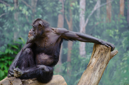 Orangutan sitting on a felled tree.の写真素材