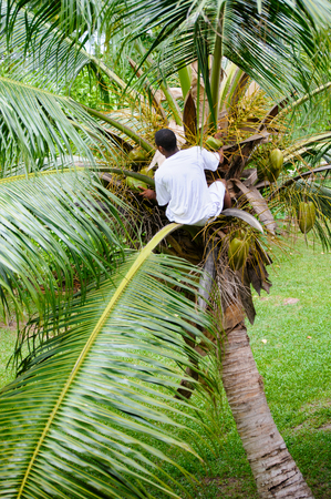 SEYCHELLES, Praslin - MAY 2, 2009: A man sitting on a palm tree and plucks coconuts.のeditorial素材