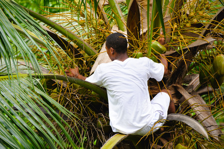 SEYCHELLES, Praslin - MAY 2, 2009: A man climbed a palm tree for that would disrupt the coconut.のeditorial素材
