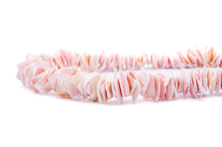 Necklace of seashells on a white background. Professional studio photography.
