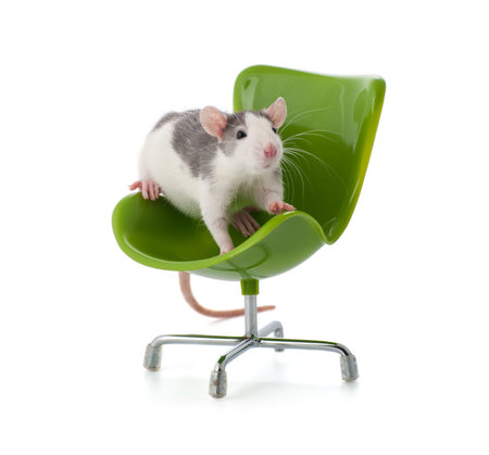 Nice little rat sitting on a miniature office chair.の写真素材