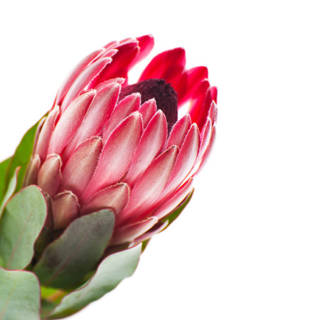 Flower Protea close-up sideways on a clean white background.の写真素材