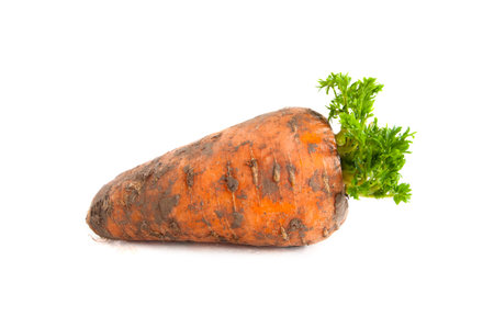 A freshly excavated carrot on a white background.の写真素材