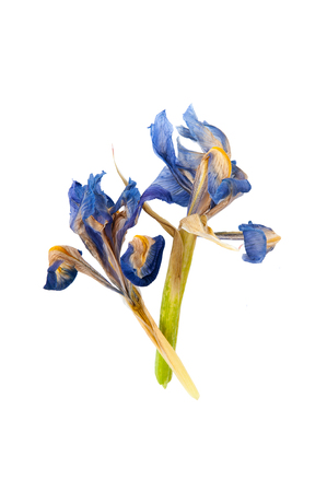 Two dried flowers of Iris on a clean white background.
の写真素材