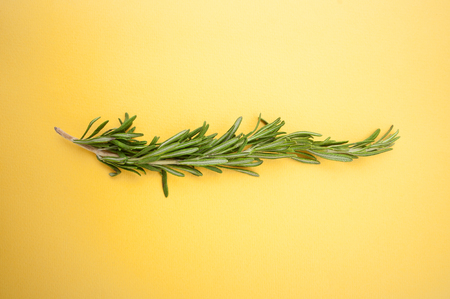Branch of fresh rosemary on a bright yellow background.
の写真素材