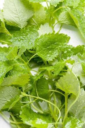 Leaves of fresh mint in splashes of water on a white background. Background image.の写真素材