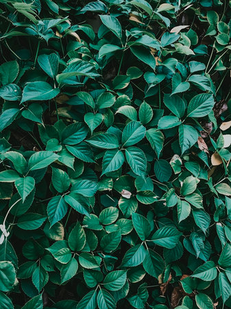 Background texture of juicy green leaves. leaves lie side by side, completely cover the photo, without gapsの素材