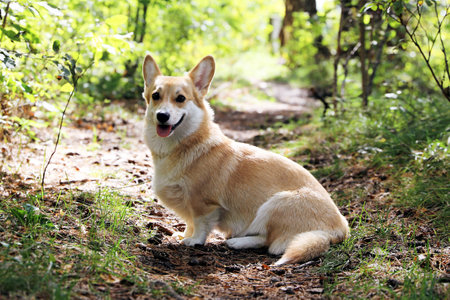 A Welsh Corgi dog in an autumn forestの写真素材