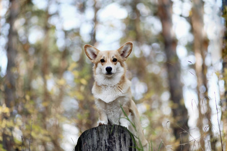 A Welsh Corgi dog stands on a stump in an autumn forestの写真素材