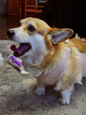 Woman Tying Bandage Dog Post-Surgeryの写真素材