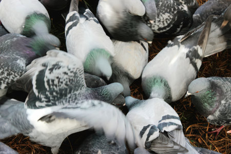 Pigeons Feeding Frenzy: A Flock of Rock Dovesの写真素材