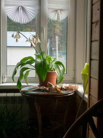 Eucharis Lily Home By Bright Window Sceneの写真素材