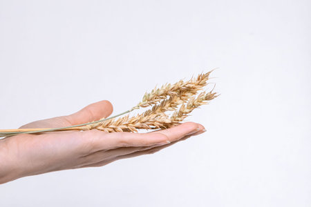 Woman hand holding golden wheat ears. Concept of harvest, agriculture, and organic food for healthy diet. Nutrition and natural ingredient.の写真素材