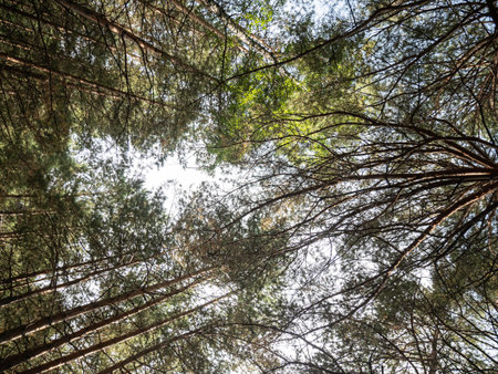 Looking up through green tree canopy with sunlight shining through. Nature and forest background for...