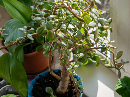 Green money plant in blue pot on a windowsill. Beautiful houseplant for home decor and indoor gardening. Nature care.の写真素材