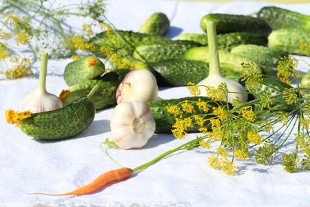 cucumbers, greens, fennel and other ingredients for preservation of cucumbersの写真素材