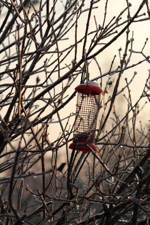 ice-covered branches and feeding trough against the setting sunの写真素材
