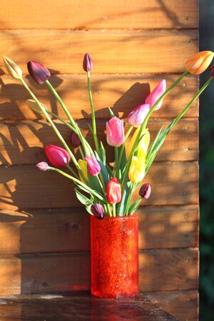 Bouquet of tulips in a red vase in beams of the setting sunの写真素材