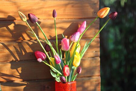 Bouquet of tulips in a red vase in beams of the setting sunの写真素材
