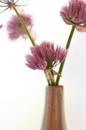 lilac onions inflorescences on a white backgroundの写真素材