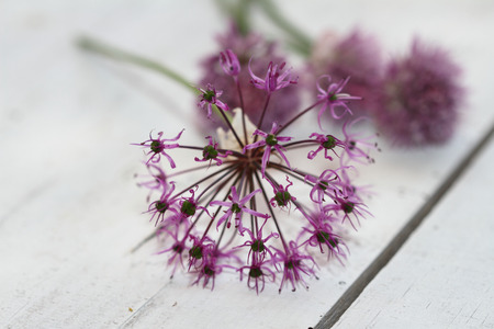 lilac onions inflorescences on a white backgroundの写真素材