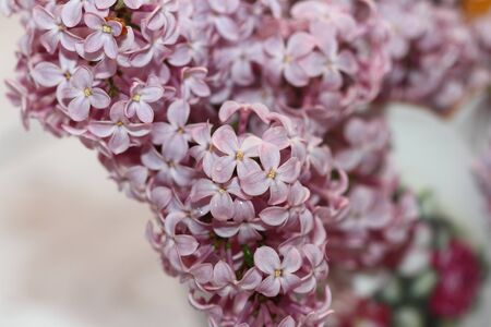 lilac flowers with dew drops on petalsの写真素材